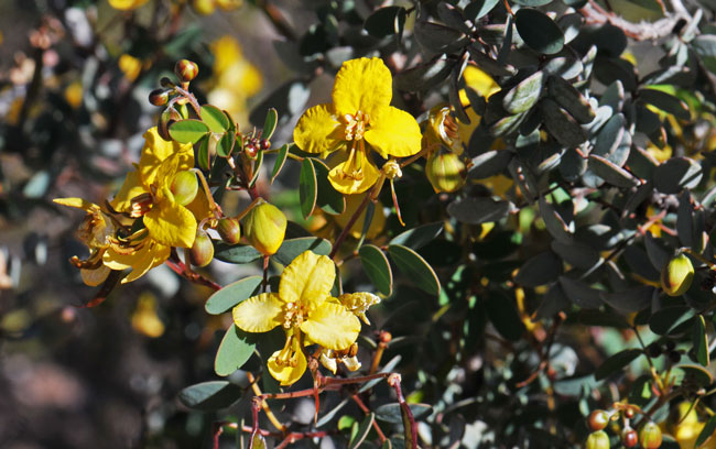 Senna purpusii, Baja California Senna Senna purpusii, Baja California Senna